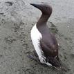 Common murre in Reading Rock SMCA