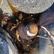 Blueband hermit crab in Russian River SMCA