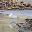 A short-billed gull walks among kelp wrack in Salt Point SMCA