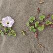 Sea bindweed near Samoa SMCA