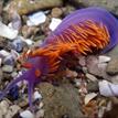 Spanish shawl nudibranch in San Diego-Scripps Coastal SMCA