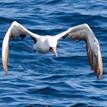 Nazca booby at Santa Barbara Island SMR