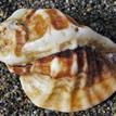 Leafy hornmouth shell, Saunders Reef SMCA