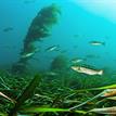 Kelp bass, eelgrass meadow, and giant kelp at Scorpion SMR