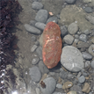 Gumboot chiton in Sea Lion Gulch SMR