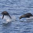 California sea lions in Soquel Canyon SMCA