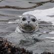 Harbor seal in Stewarts Point SMR