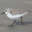 A sanderling at Swami's SMCA