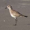 Black-bellied plover in Vandenberg SMR