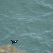 Pigeon guillemot on the Mendocino Coast