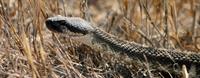 Rattlesnake