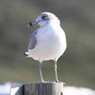 Ring-billed gull at Cabrillo State Marine Reserve