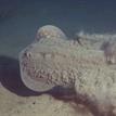 Round stingray at Arrow Pt to Lion Head Pt SMCA