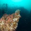 School of young rockfish over the reef at Begg Rock SMR