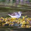 Red-necked phalarope at Big River Estuary SMCA