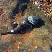 Sculpin and black tegula snail in a tidepool, White Rock SMCA