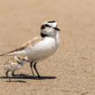 Snowy plovers at Campus Point SMCA (No-Take)