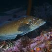 Kelp greenling (male) in Carmel Pinnacles SMR