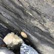 Limpet on a rock at Cat Harbor SMCA