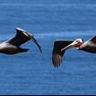 Brown pelicans at Dana Point SMCA