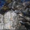 Black turnstones, Del Mar Landing SMR