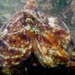 A red octopus in Duxbury Reef SMCA