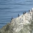 Brandt's cormorants at the special closure