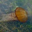 Pacific sea nettle in Elkhorn Slough SMR