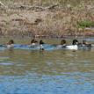 Common goldeneyes in Estero de San Antonio SMRMA