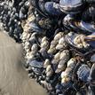 Gooseneck barnacles and mussels at Kashtayit SMCA