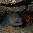 Red rock shrimp, moray eel, and spiny lobster in Laguna Beach SMR