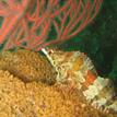 Painted greenling, staghorn bryozoan at Long Point SMR