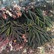 Dead man's fingers (a type of seaweed) at Lover's Cove SMCA