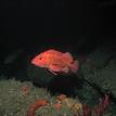 Yelloweye rockfish near Mattole Canyon SMR