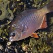 Striped seaperch at Pillar Point SMCA