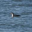 Common loon in North Farallon Islands SMR