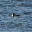 Common loon in North Farallon Islands SMR