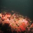 Reef covered with strawberry anemones, Point Buchon SMR