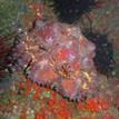 Box crab, urchins, and anemones at Point Cabrillo SMR