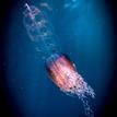 Hula skirt siphonophore in Point Lobos SMR