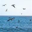 Brown pelicans and western gulls in Point Sur SMR