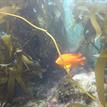 Garibaldi in Abalone Cove SMCA