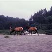 Roosevelt elk on Gold Bluffs Beach just north of Reading Rock SMCA