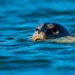 Harbor seal in Russian River SMRMA