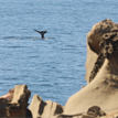 Gray whale in Salt Point SMCA