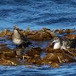 Long-tailed jaeger (L) and pink-footed shearwater at the SMR