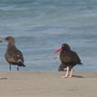 Heermann's gulls and black oystercatcher near the surfline at Skunk Point SMR