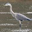 Great blue heron at Ten Mile Estuary SMCA