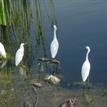 Snowy egrets in Upper Newport Bay SMCA