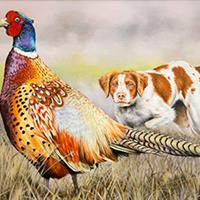 Ring-necked Pheasant